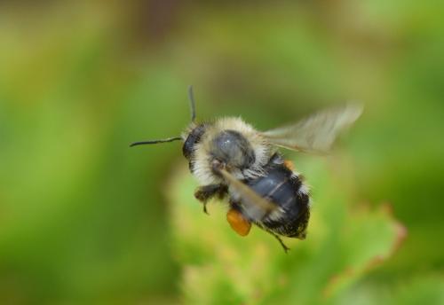 Bombus pascuorum